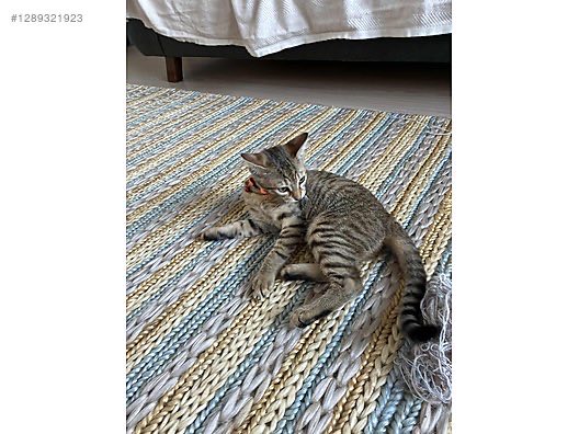 sahibinden.com/ilan/hayvanlar…