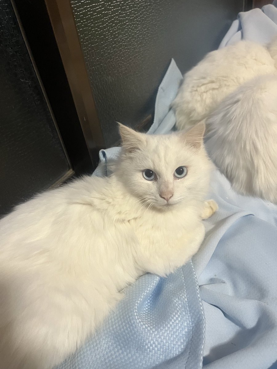 白猫野郎 ATC 白亜器の猫 フィギュアマスコット2 – ネイチャーテクニカラー公式