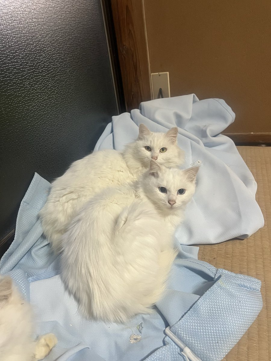 白猫野郎 Amazon.co.jp: 白猫プロジェクト ZERO CHRONICLE ~はじまりの罪