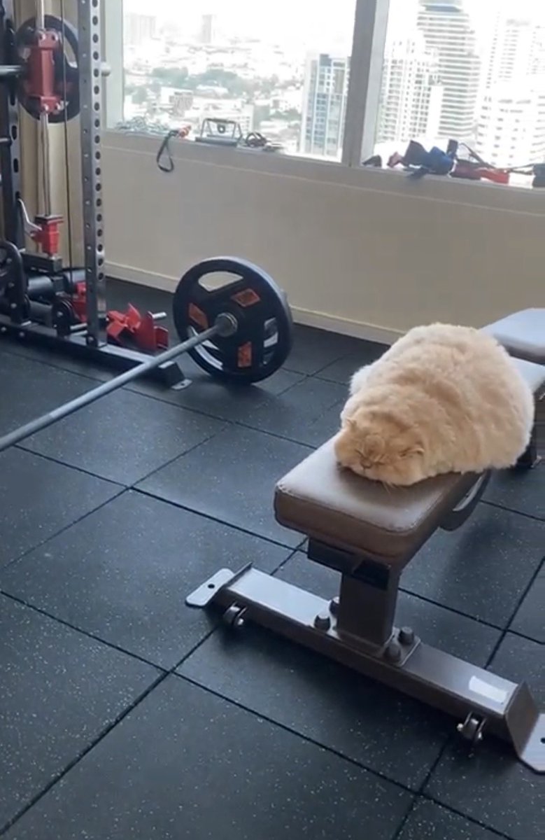นี่คือหุ่นของแมวที่นอนในยิมและมีพ่อขายโปรตีนเอ้กกี้ค่ะ