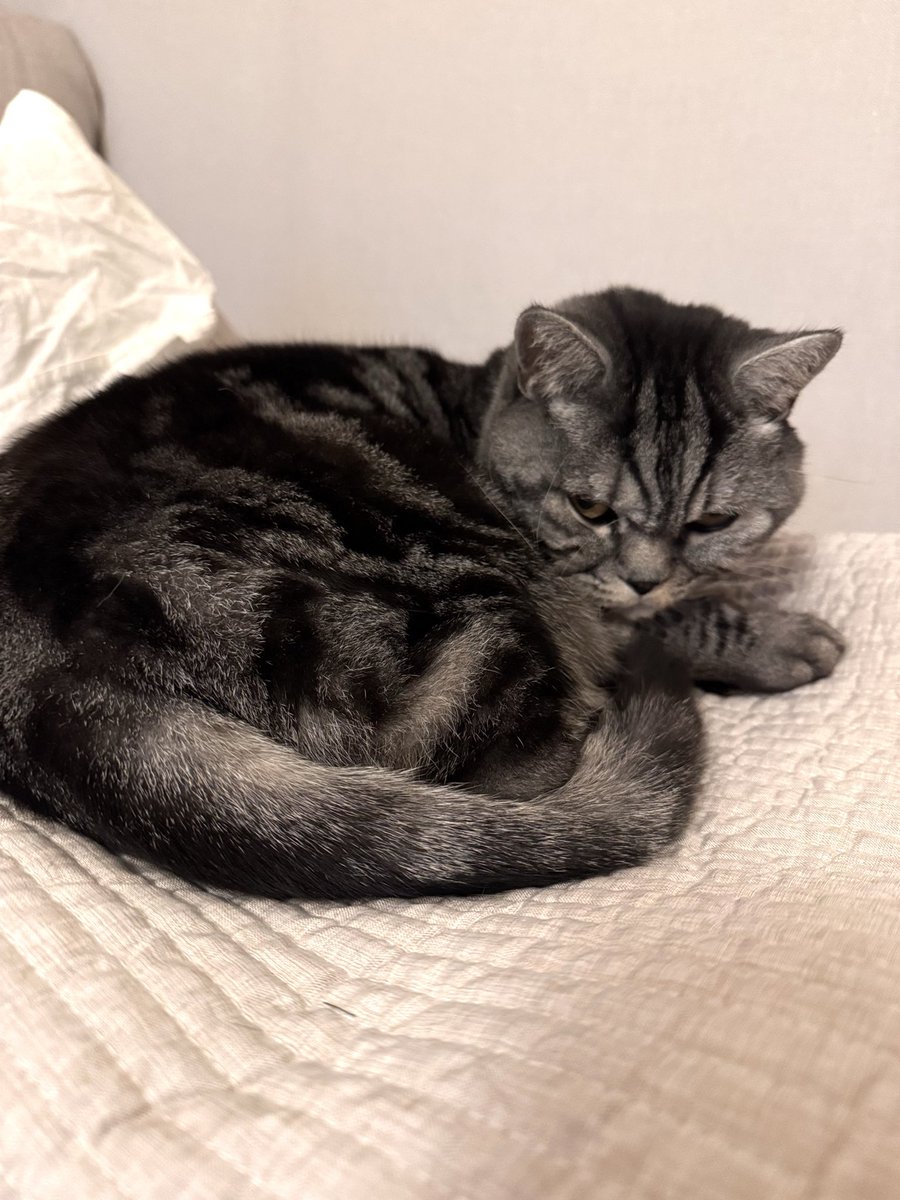 Так мій кіт дивиться на всіх, хто не задонатив пану Ярославу