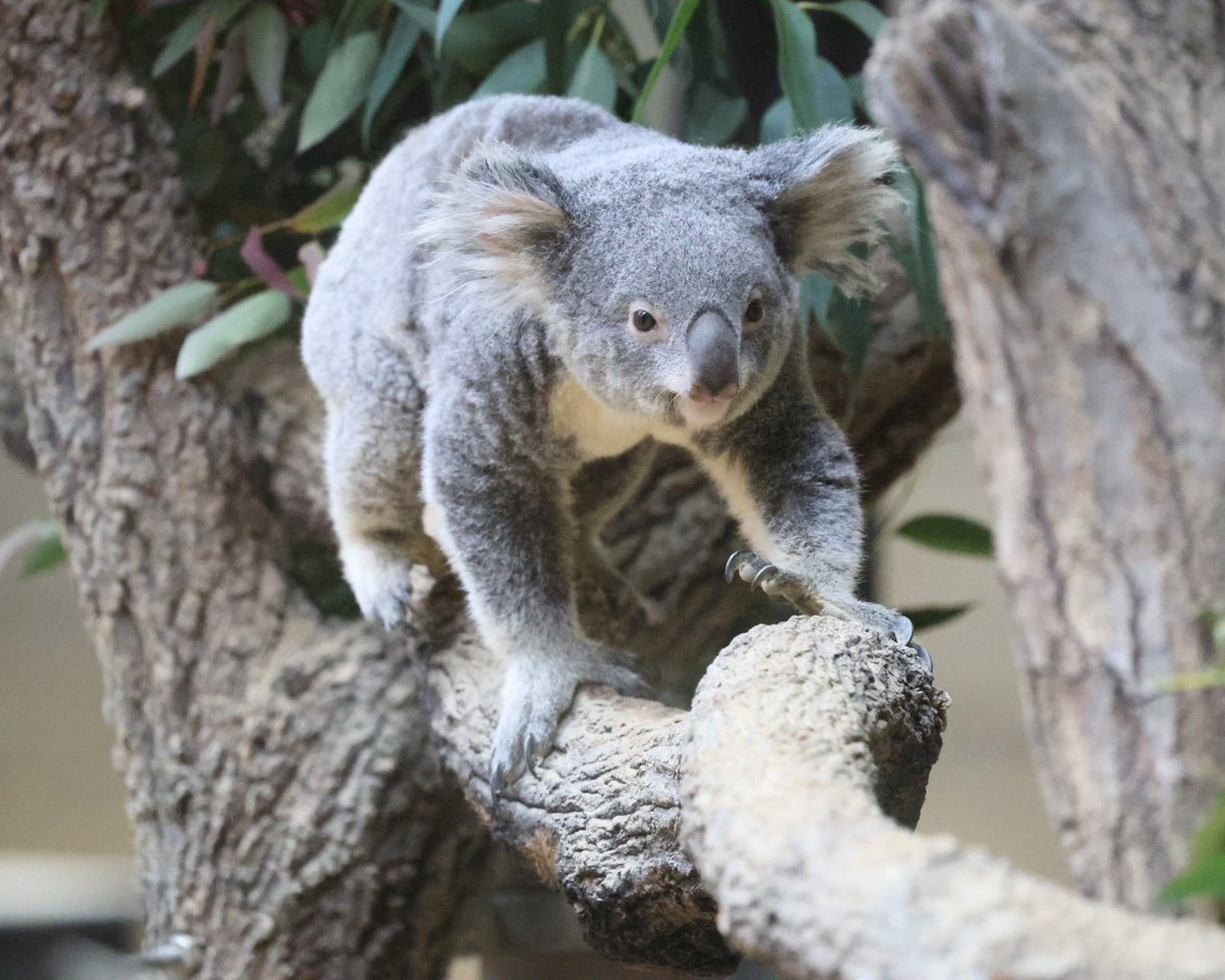 すたすた歩いて来る おもちちゃん🐨🐾 ＃東山動植物園 ＃コアラ