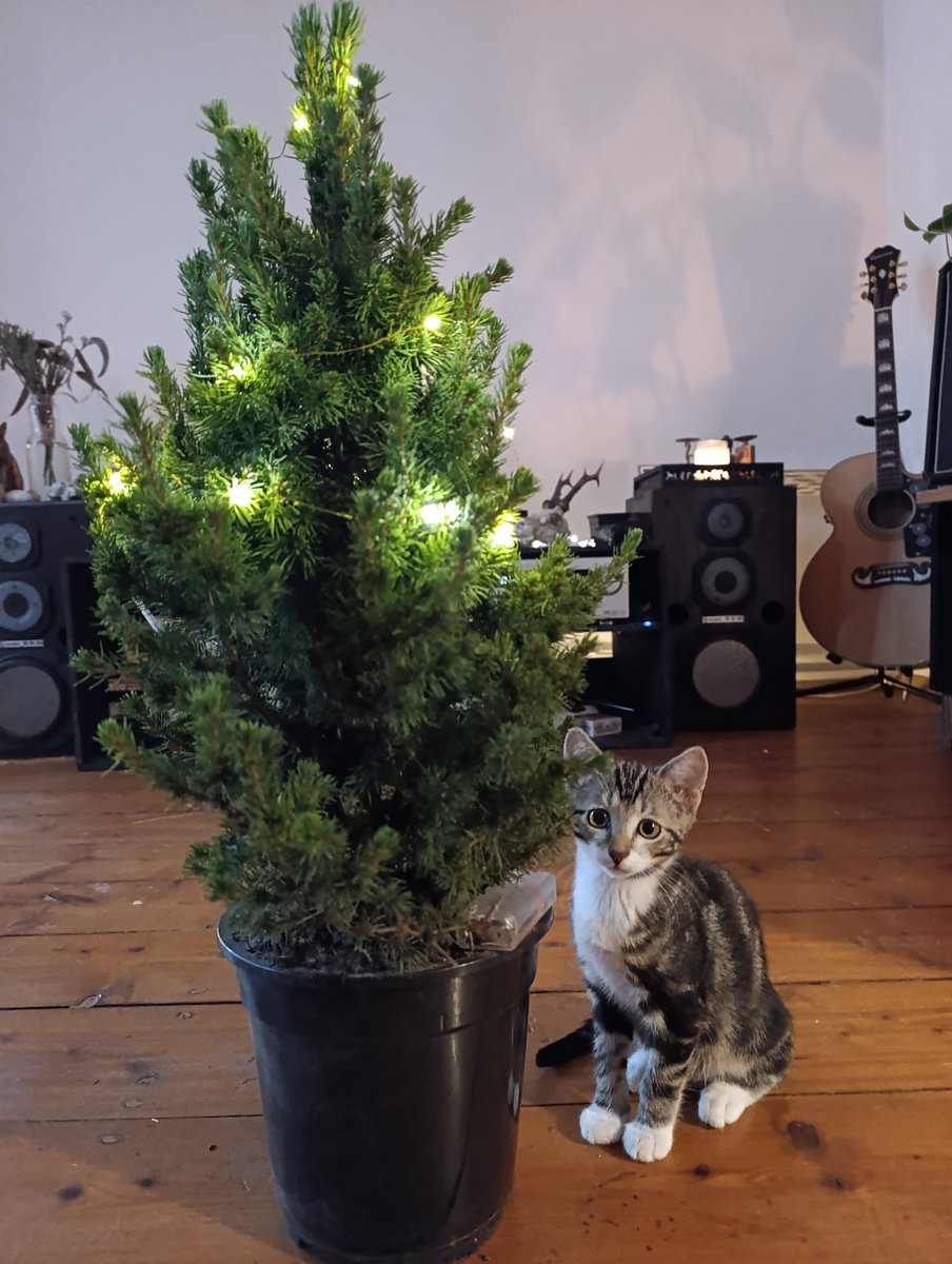 Jeezlouees's tweet photo. Godīgs kaķēns skaita dzejolīti. https://t.co/ZED6HI48OZ