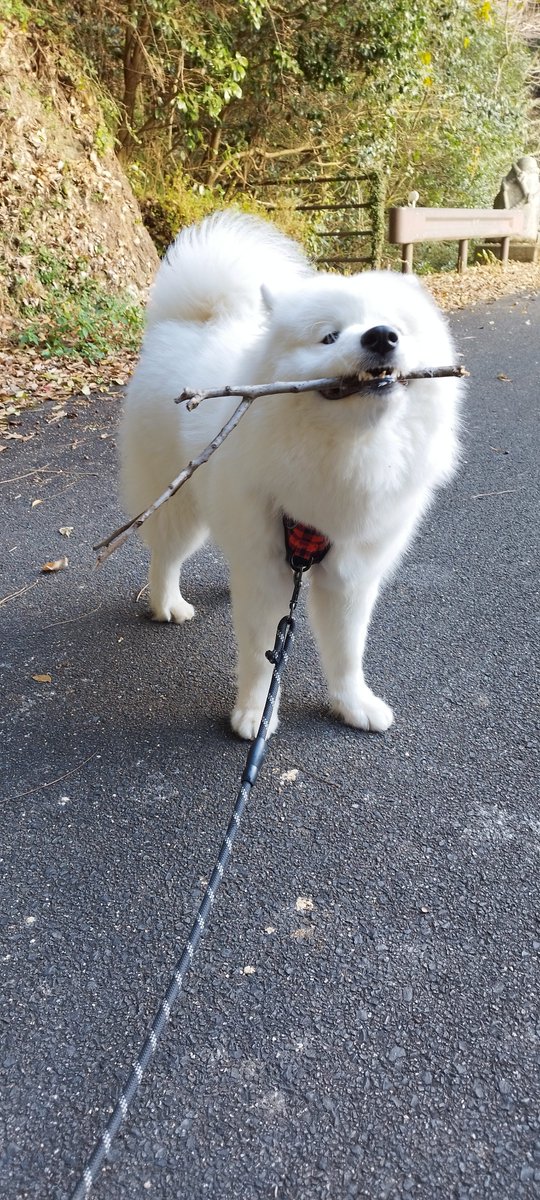 いい感じの棒を自慢するきょうのいぬ❄🐶