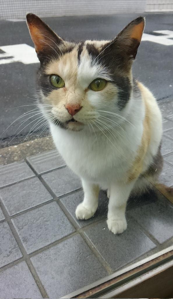 ミケちゃんは抗がん剤の日は必ず何度も自分から水を飲みに行きます