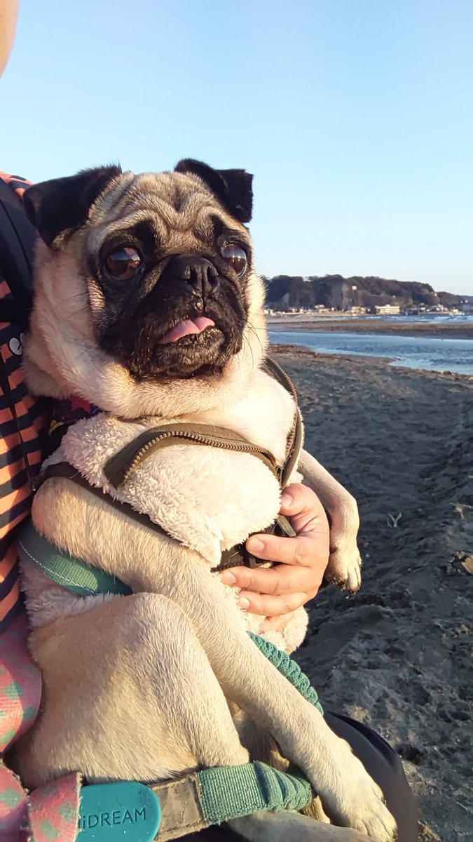 パグ獣🐶作った人→あきぱぐ🐶 (@pugchaa) / Posts / X