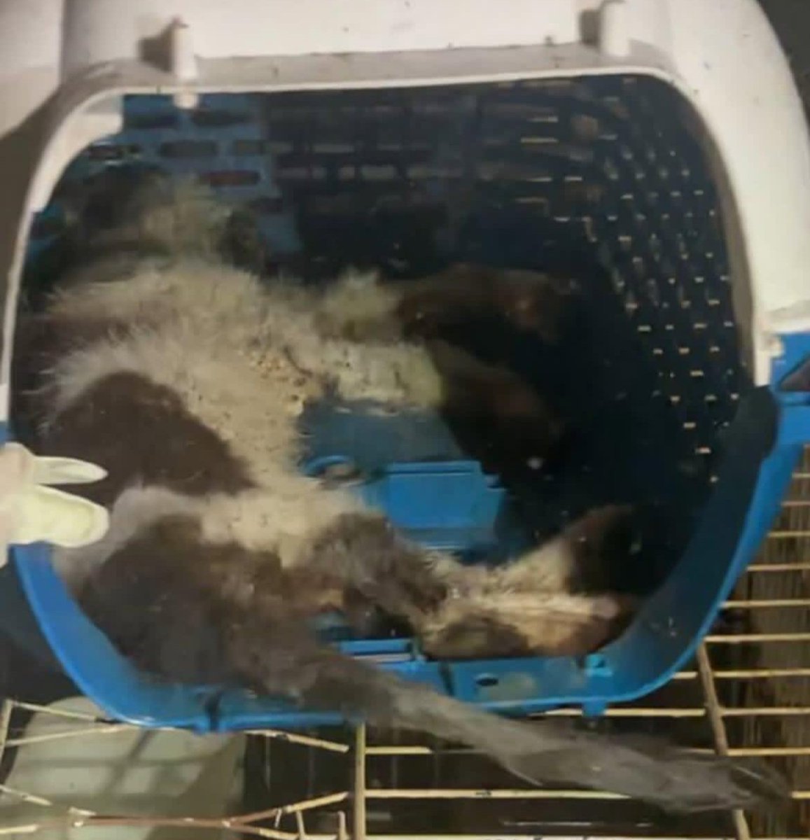 linda.elle.hafiza 🇲🇾 tweet media