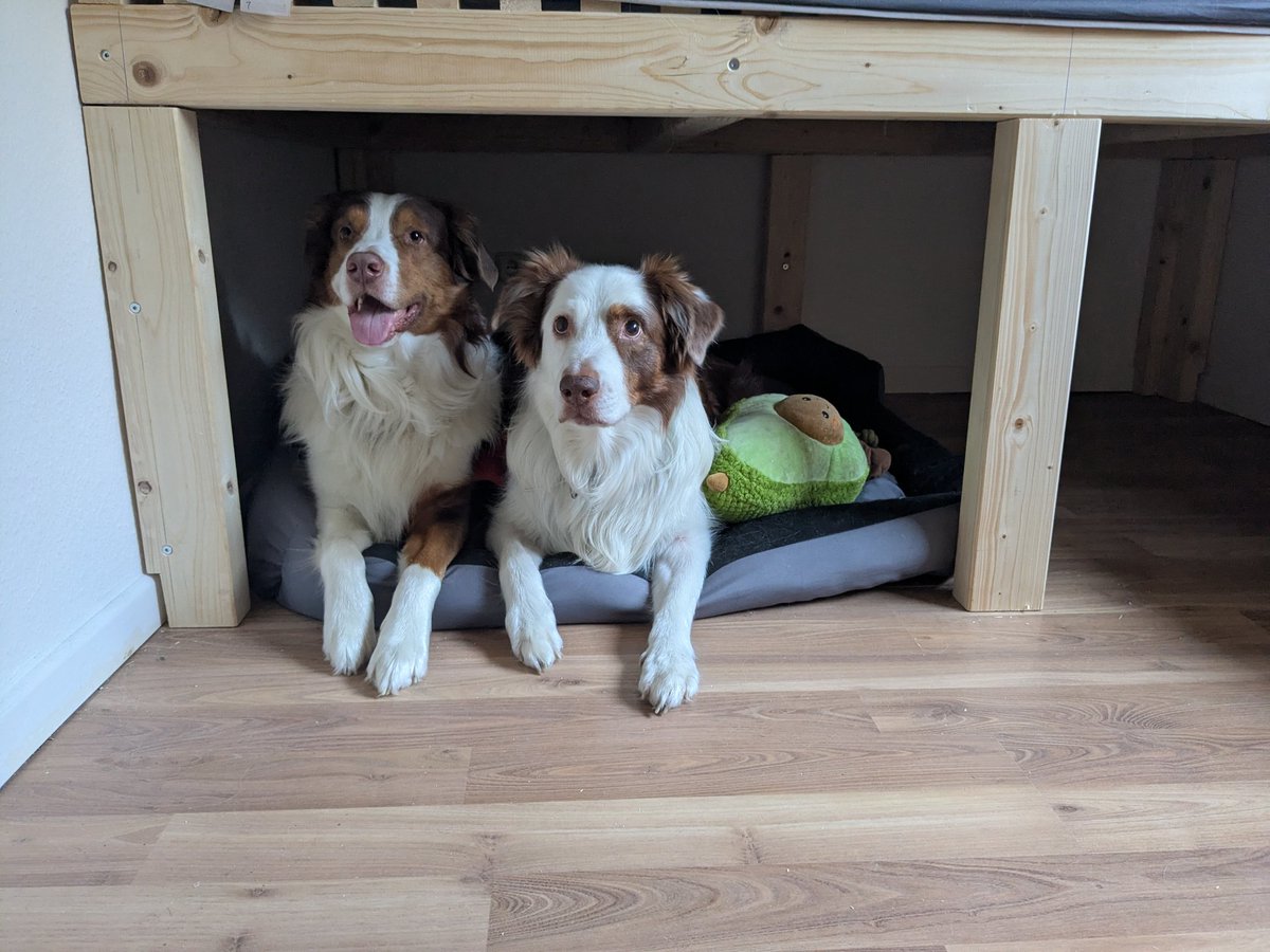 Daemon_Dougal's tweet photo. Wir haben jetzt eine Höhle unter dem Bett! 

Pfoll cool ey! https://t.co/S7nMPPaNbB