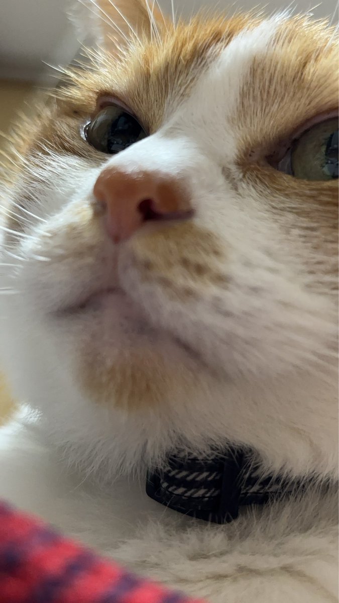 S6TXKpDov2VJIDO's tweet photo. ドアップにしても可愛いが溢れているにゃ？😸 https://t.co/XQBaeBm5Mh