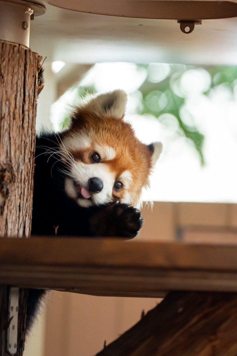 タイ限定　バターベア　シークレット　アニマル　レッサーパンダ やっほぉ〜✋来海でーす🥰// 📸2025.12.16 #八景島シーパラダイス