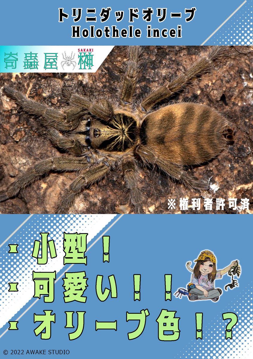 新入荷紹介】 トリニダードオリーブ 小型めな蜘蛛！糸をたくさん張って