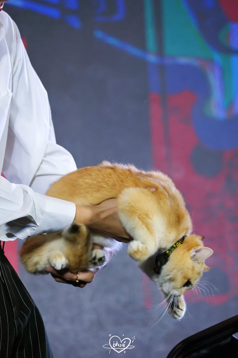 😼：Escape from the embrace of Daddy Biu
金建成 你的猫不要你了（超大声）

BUILD BKK FANSIGN 

#UNLEASHTHEBUILDDAY 
#BuildJakapan 
#Beyourluve
<a href="/JakeB4rever/">BIU.</a>