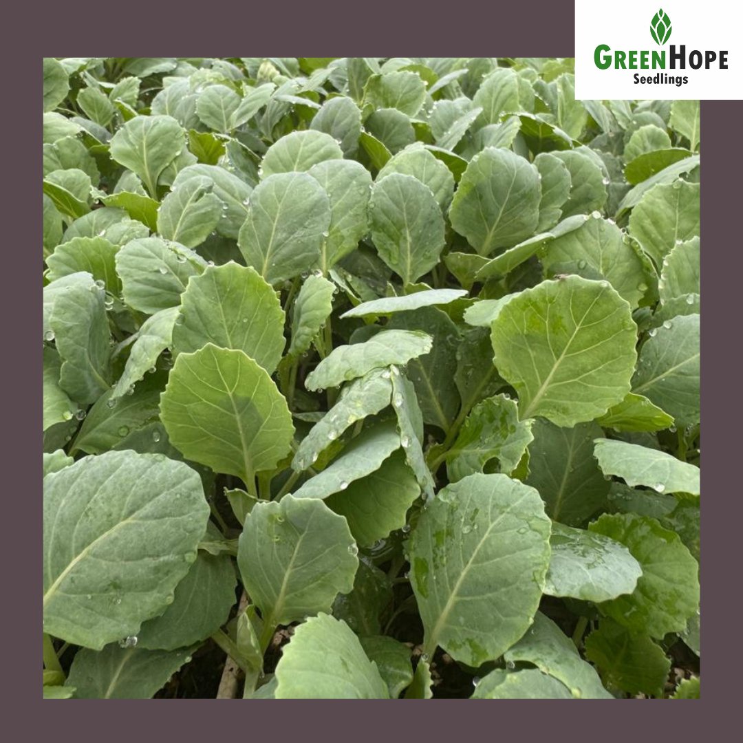 Ready to transplant cabbage seedlings:

Star 3311
Fabiola

Contact Elisha on 078 160 9809 now to order yours. Visit us at No. 1007 Cynthia Rd Ext, Mt Pleasant, Harare. 

#Greenhopeseedlings
#seedingyoursuccess 

whatsapp.com/channel/0029Va…