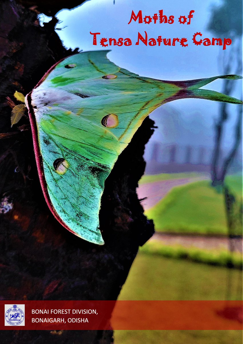 BiotechSanjeet's tweet photo. Moths of Tensa Nature Camp, Bonai Forest Division, Odisha, India
https://t.co/NBignPQz4i
#moths #naturecamp #Bonai #odisha
@SDG15LifeOnLand @SDG2030 @Sdg13Un @PCCFWL_Odisha @ForestDeptt @pargaien @EnvironmentPib @rameshpandeyifs @UNEP https://t.co/84tfWgE00x