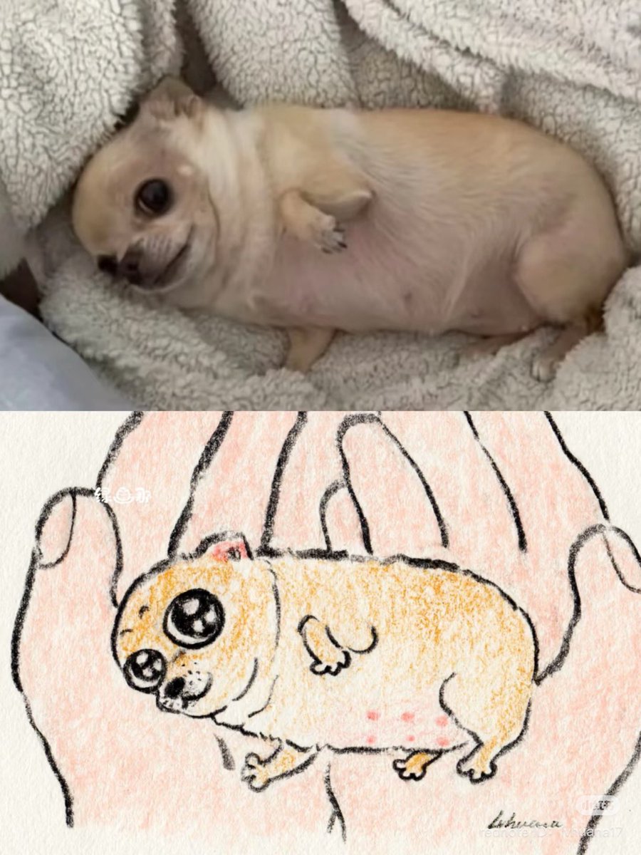 💖 (@twaniimals) on Twitter photo 