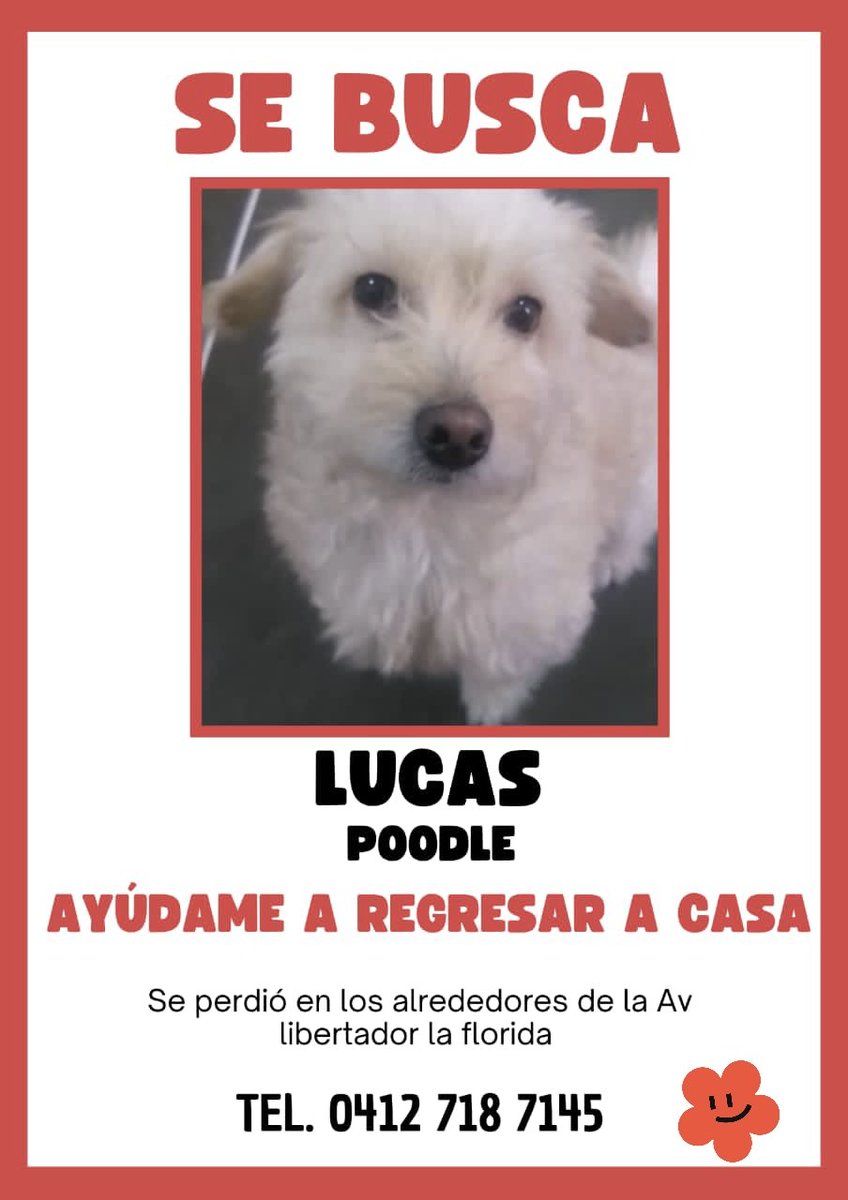 #Caracas
#LaFlorida
#AvLibertador
Este perrito se perdió por la Av Libertador.♥️🤍♥️
Favor difundir. Su familia lo busca 🥹🐶💔
Gracias🤗🇻🇪🫂✨