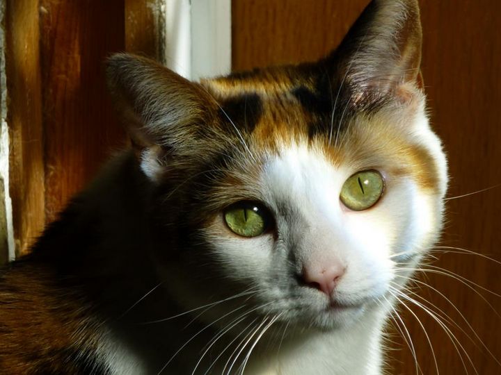 NicholConnie's tweet photo. Art of the Day! "Patches". Buy at: https://t.co/WkLmsQV1yq https://t.co/0xtSSrgKv4