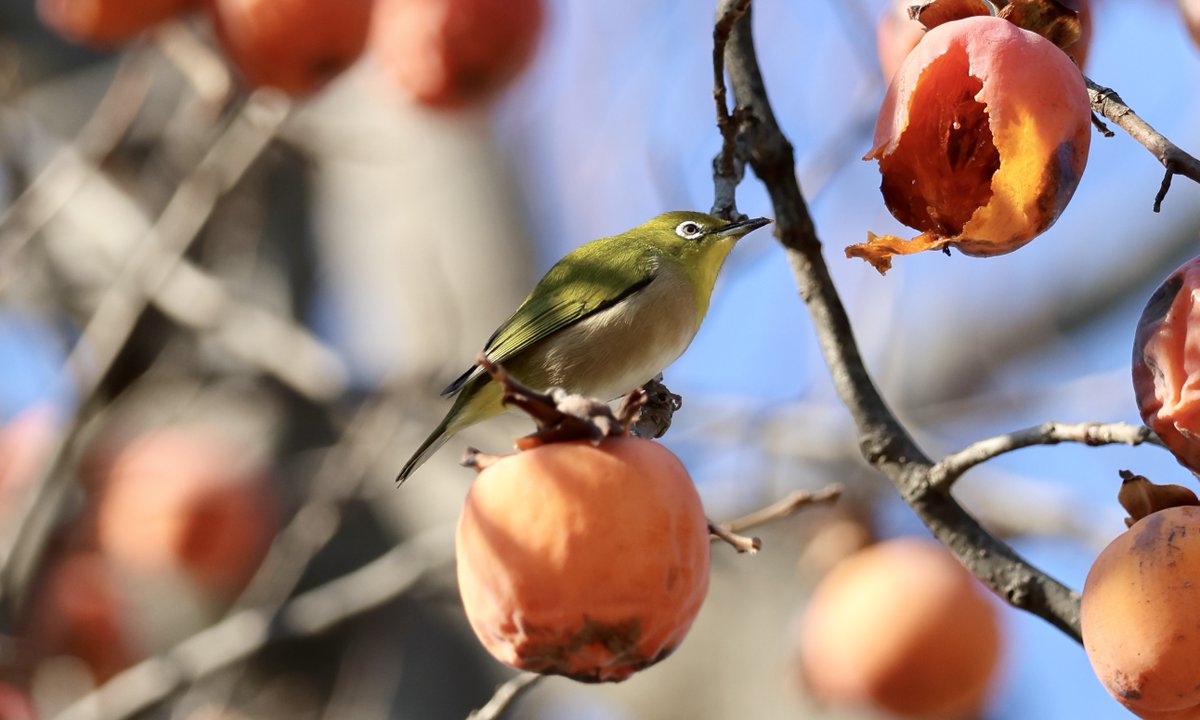 白玉雅己 (@ShiratamaMasami) / Posts / X