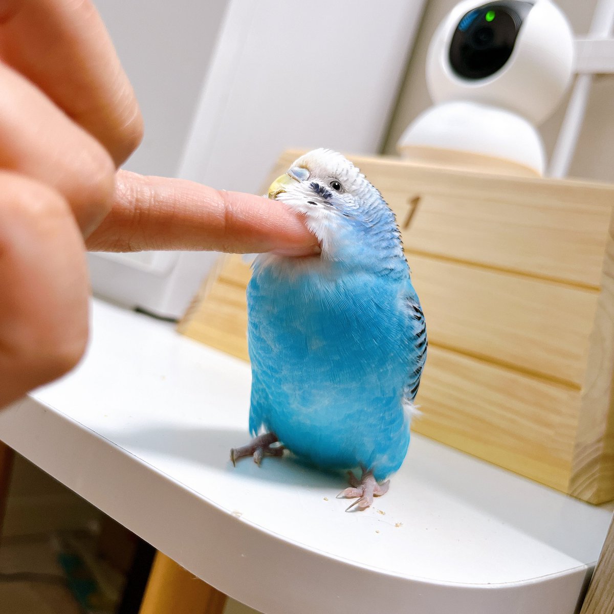 torichuki's tweet photo. 好きすぎて滅!!

#セキセイインコ
#シロハラインコ https://t.co/d2REzwhs0A
