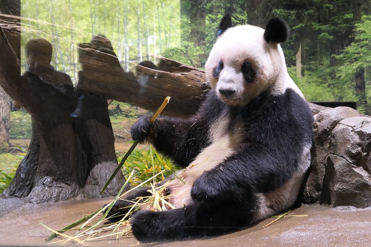 amo_cb250r's tweet photo. 生まれて初めてのパンダを見てきたけど、なるほど確かにとてもかわいい生き物でした🐼
#上野動物園 #シャオシャオ #レイレイ https://t.co/0fd5Xhvfhm