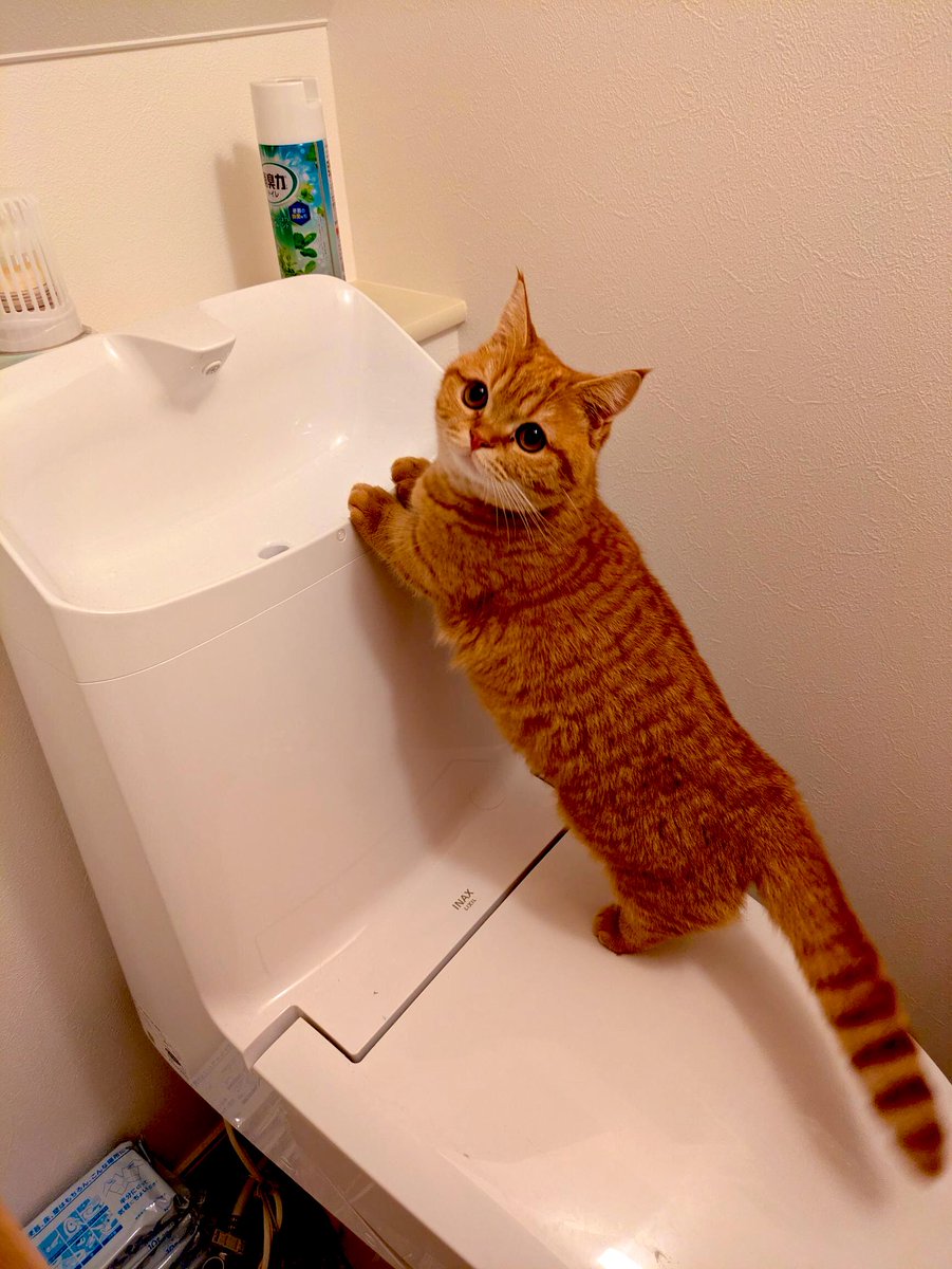 mana_955's tweet photo. かわいい顔してもここはトイレです。

#マンチカン　#茶トラ　#猫
#猫好きさんと繋がりたい #猫のいる暮らし https://t.co/vmELU9RK0x