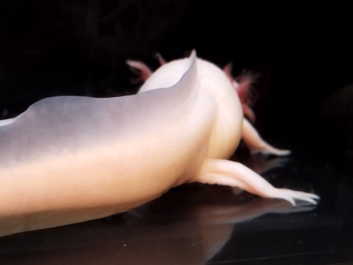 ひるちゃんページ maxresdefault.jpg