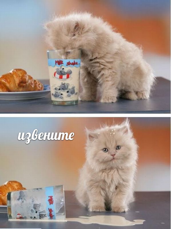 Borsique😺 (@borsique) on Twitter photo 