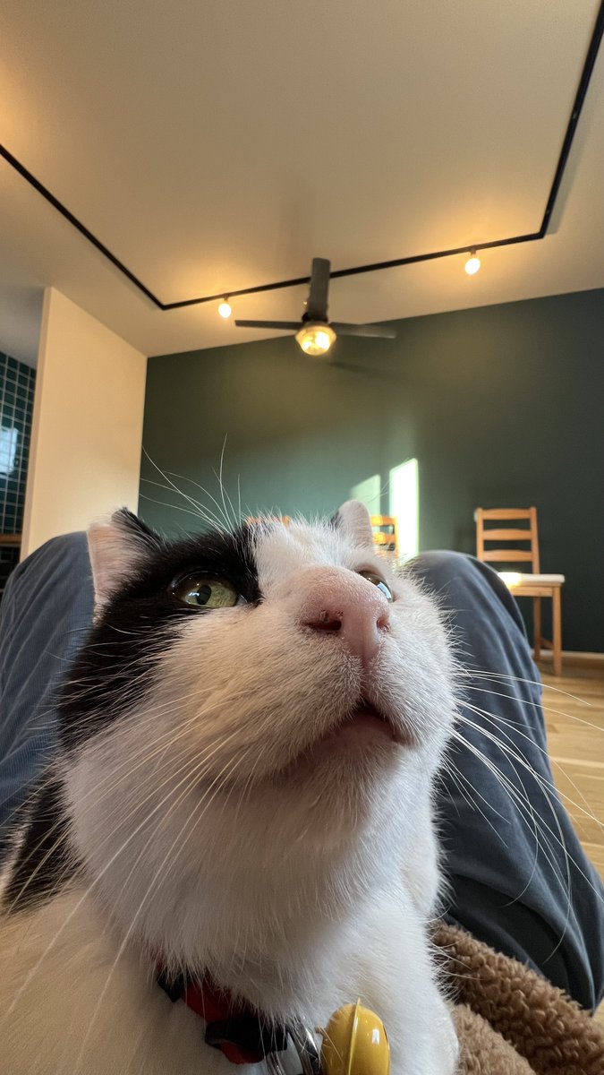 にゃん神様 Amazonは売切ですが 楽天にはあります。 カード付き