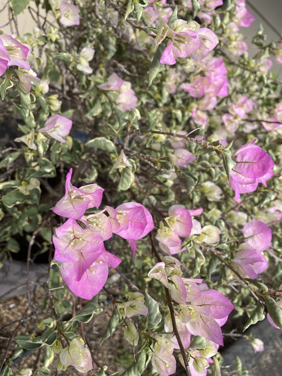 pha203's tweet image. 繽紛九重葛