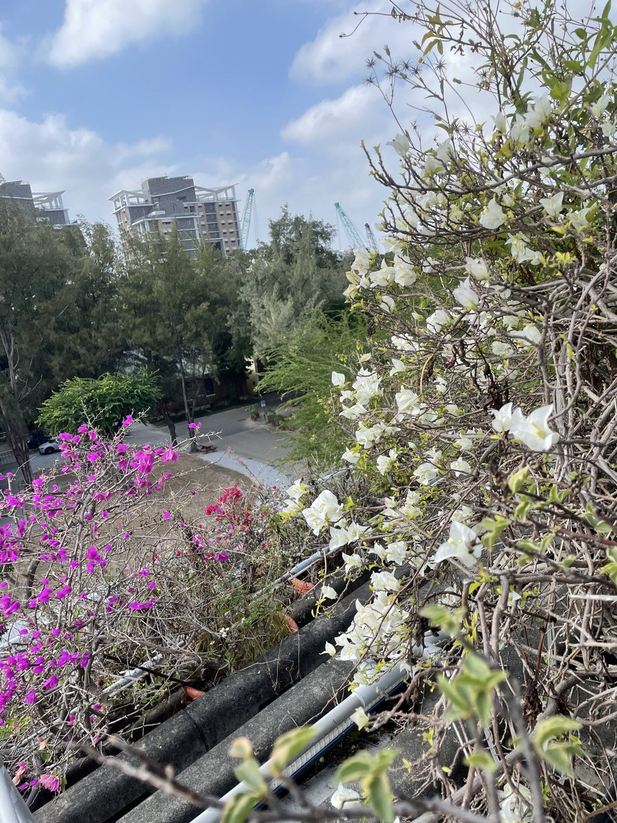 pha203's tweet image. 繽紛九重葛