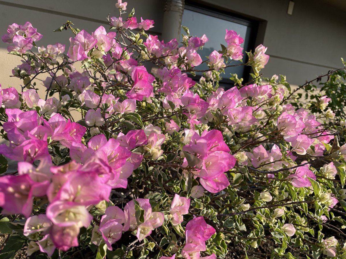 pha203's tweet image. 繽紛九重葛