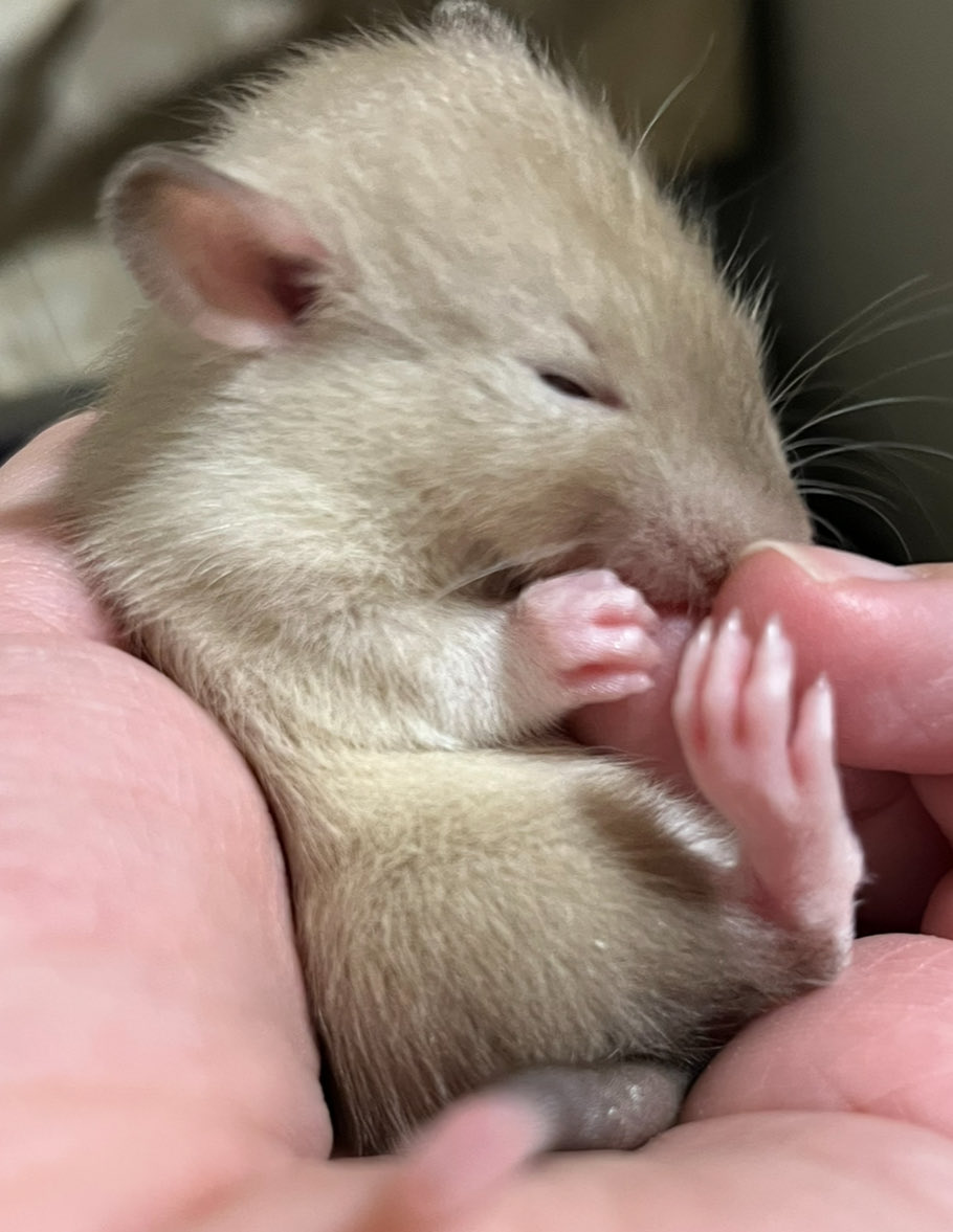 KiraCyoko's tweet photo. 3才超えのラットちゃんが増えてて2才になったけどうちもまだまだ一緒に入れると思ってたら亡くなってしまった
我が家の一番の甘えん坊
足の骨折とお腹に中身が見えるくらいの傷穴作って死にかけてそれでも元気になってまだまだ一緒に入れると思ってたのに
ファンシーラット10年くらい寿命のびてほしい https://t.co/2YDx4Elyu1