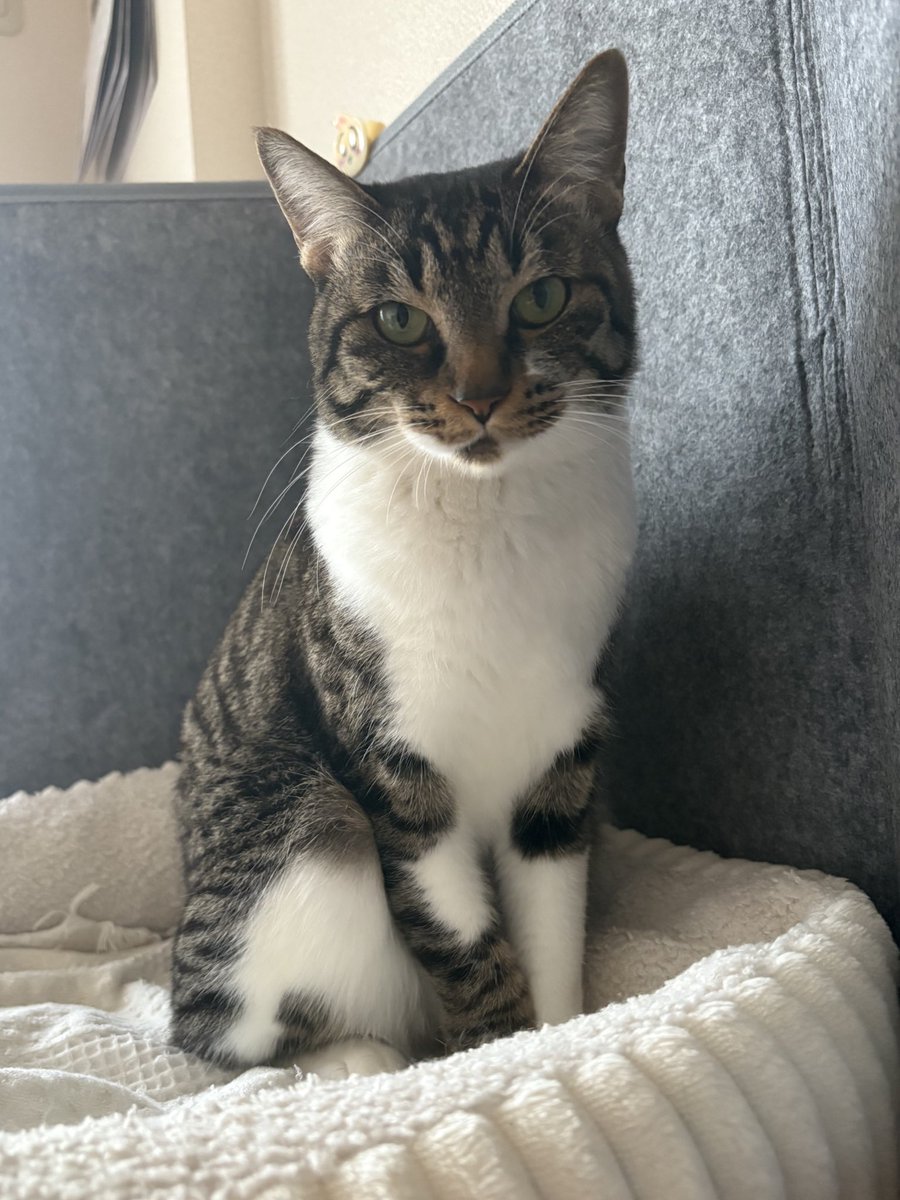 Barazöak_バラゾーク (@BarazoakGyu) / Posts / X