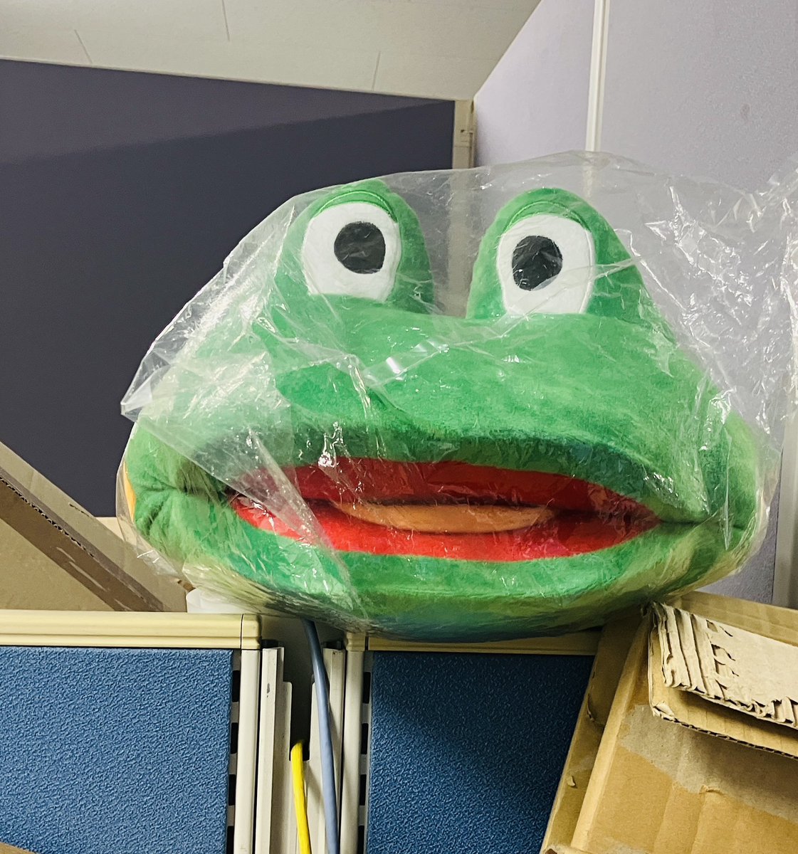 今日も可愛い段ボールの中に咲くカエル🐸 段ボールの中に居るんじゃ