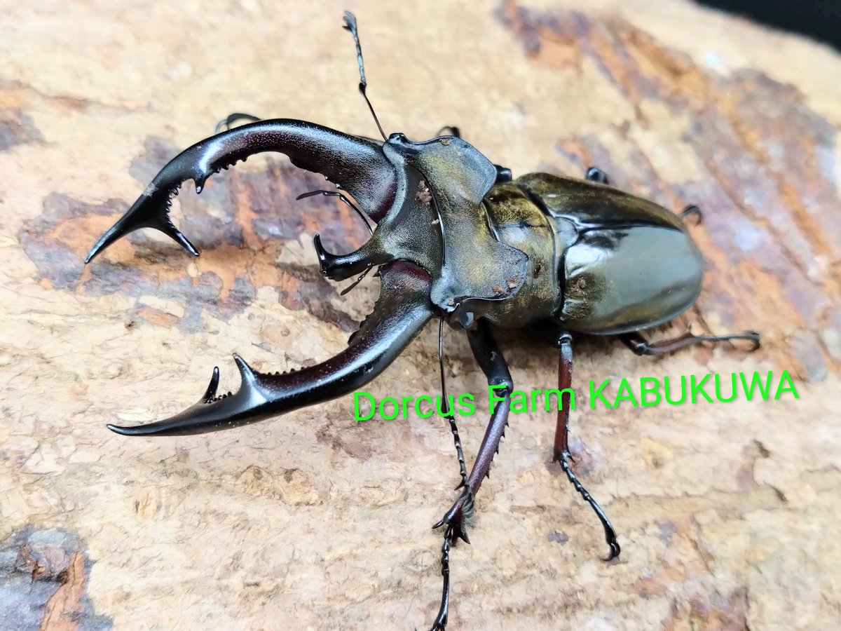 ドルクスファームかぶくわ (@df_kabukuwa) / Posts / X