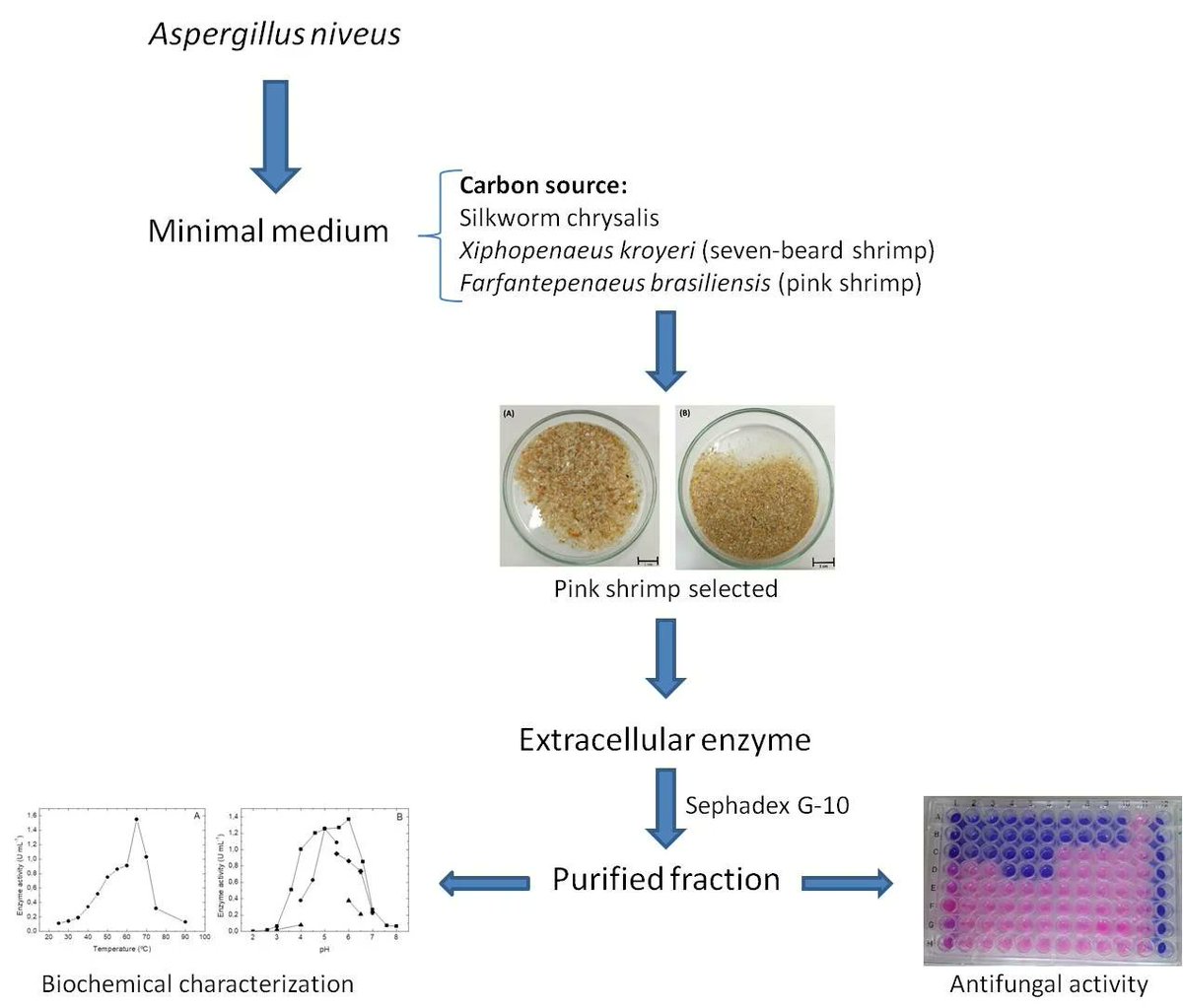 📢 We’re excited to showcase this paper published in Applied Biosciences MDPI
📚 Purification, Characterization and Antifungal Activity of the Aspergillus niveus Chitinase Produced Using Shrimp Shells
🔗mdpi.com/2813-0464/3/2/…

#OpenAccess #Antifungal #Aspergillus #Fermentation