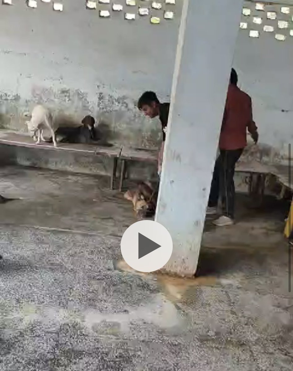 SnooopSnoopy's tweet image. Shelter videos are surfacing from Sonadi, Delhi.
Dogs are being beaten to death with belts. This is extreme cruelty.

Shelters are NOT humane solutions.
They are becoming sites of abuse, neglect, and silent killing.

#SonadiScam #SaveIndianDogs #StopAnimalCruelty