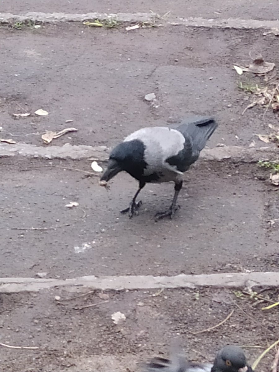 Доброго ранку! 🙏
Біля зупинки трамвая жіночка,(ТРИЧІ на день!!!) годує котів, у раціоні сухий і вологий корм.
Чекає доки поїдять, тому що, нахабні голуби лізуть прямо у рота - коти,навіть Каркуша,  відступають 🙃)
🇺🇦♥️