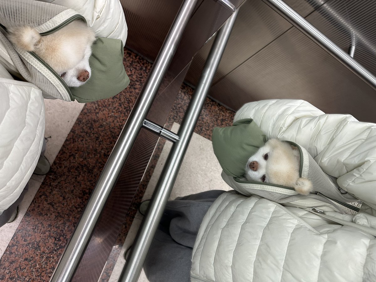 강아지 귀는 탈부착이라는 걸 알고 계셨나요