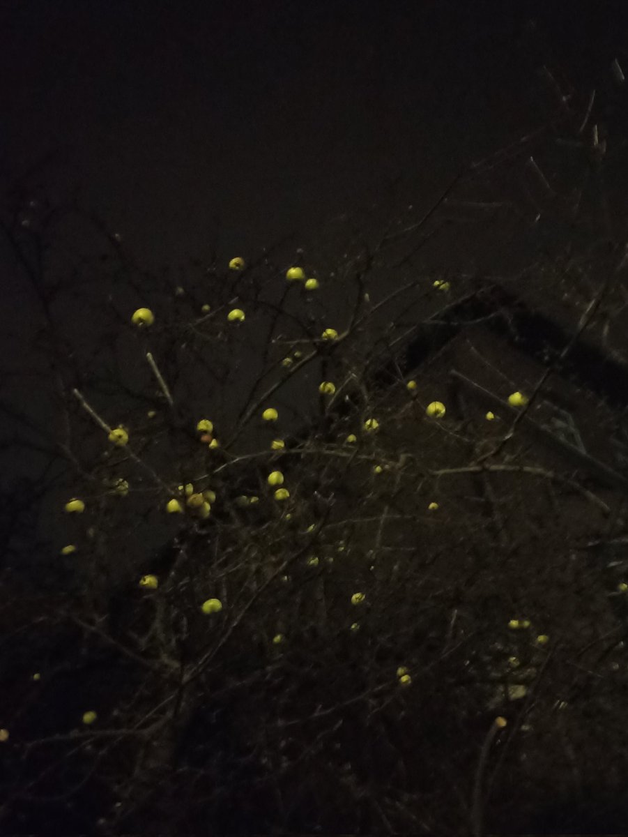 TheMostGenius's tweet image. 16 грудня 
Київ 
Яблука тримаються, і ти тримайся!