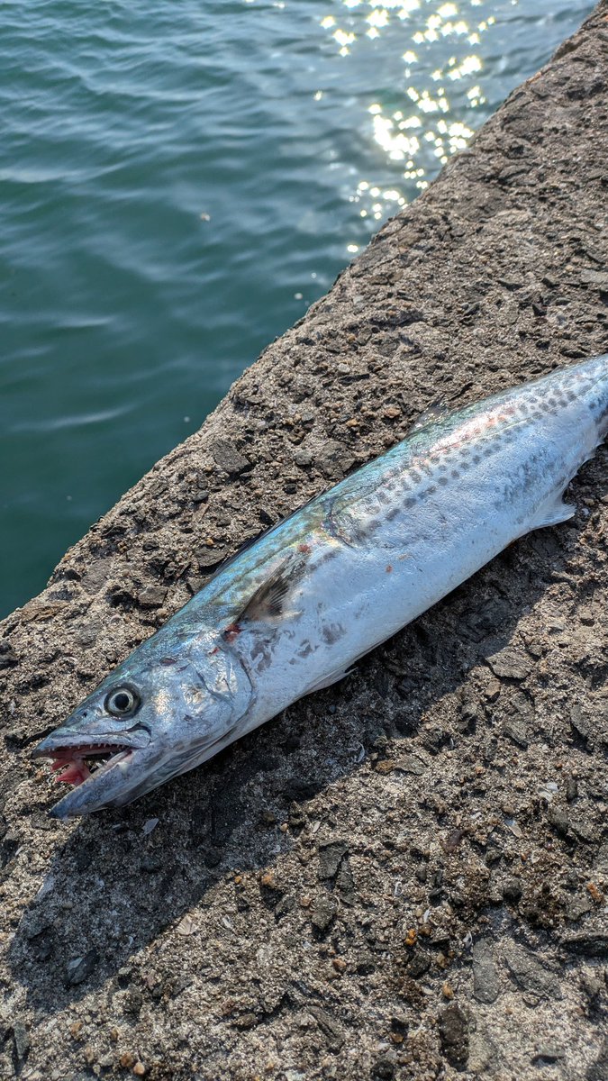 eyan2019's tweet photo. 皆さん
お疲れ様ですm(_ _)m
6カ月ぶりに🎣
シーズン終わってるけど
なんとかサゴシ1匹釣れてくれました〜🎶
見える範囲で2匹...今年は終わりかなぁ🐟️ https://t.co/nx4NqjKgVQ