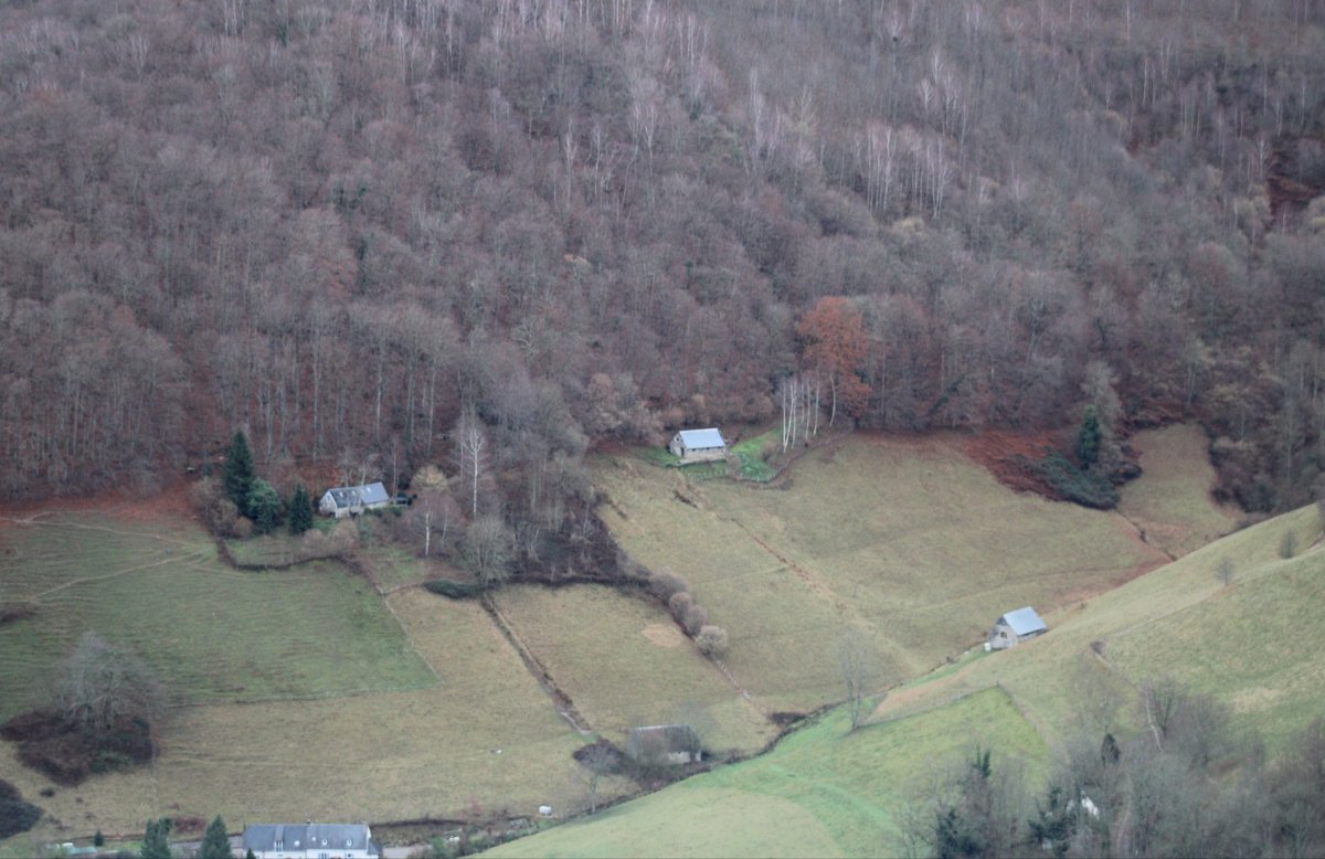 Geai des Chênes tweet media