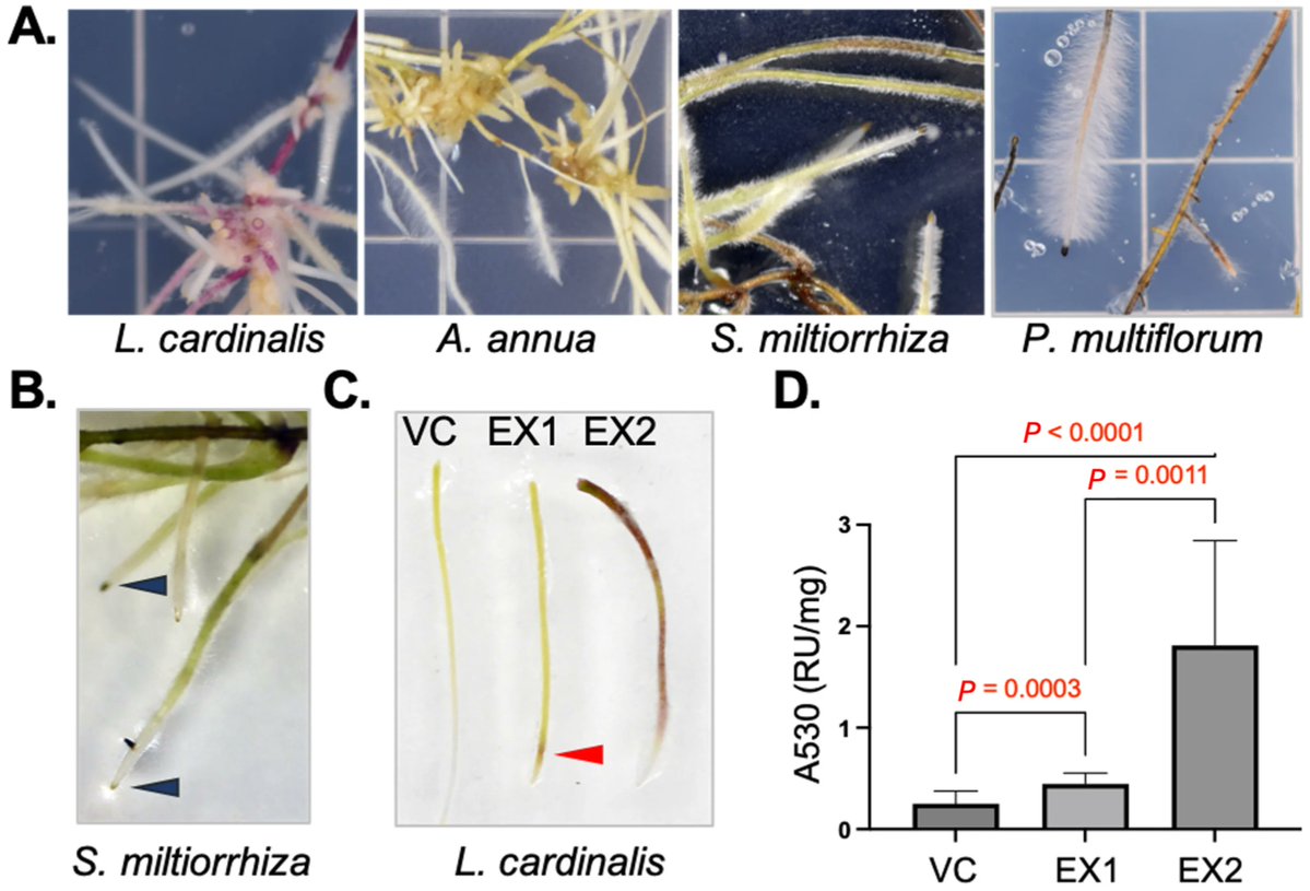 📢 We’re excited to showcase this paper published in Applied Biosciences MDPI
📚 A Plant Model of α-Synucleinopathy: Expression of α-Synuclein A53T Variant in Hairy Root Cultures Leads to Proteostatic Stress and Dysregulation of Iron Metabolism
🔗mdpi.com/2813-0464/3/2/…