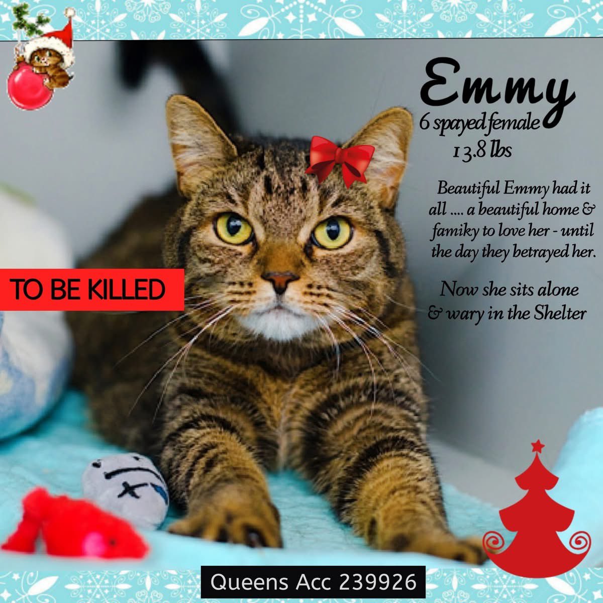 🆘Please REPOST-adopt-foster🆘

EMMY is on the “emergency placement” list at NYC AC&amp;C and needs out of the shelter by 12 NOON 12/18!

#TeamKittySOS newhope.shelterbuddy.com/Animal/Profile…