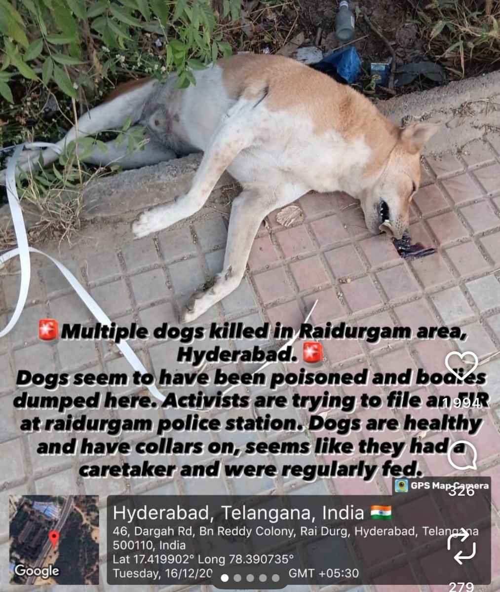 SnooopSnoopy's tweet image. They were healthy.
They wore collars.
They were cared for.

And they were POISONED and dumped in Raidurgam, Hyderabad.

Why is the government enabling cruelty? Who is going to be held accountable for this? We need answers..

#SaveIndianDogs #SupremeCourt #StopAnimalCruelty