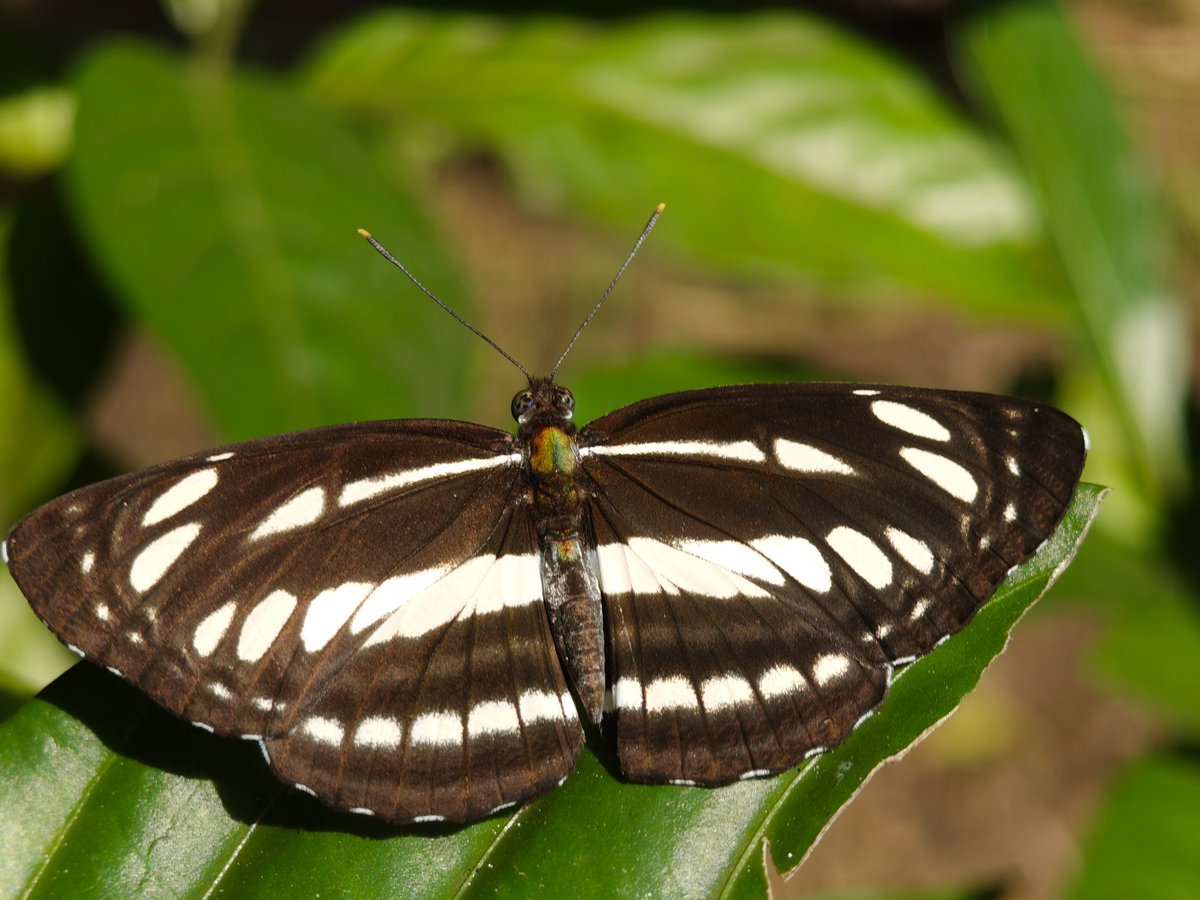 pradeep Kumar tweet media