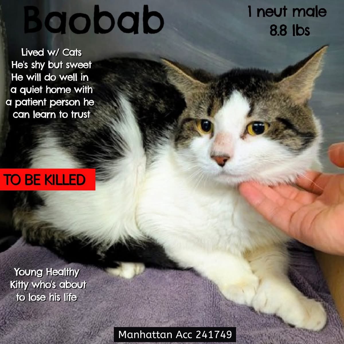 🆘Please REPOST-adopt-foster🆘

BAOBAB is on the “emergency placement” list at NYC AC&amp;C and needs out of the shelter by 12 NOON 12/18!

#TeamKittySOS newhope.shelterbuddy.com/Animal/Profile…