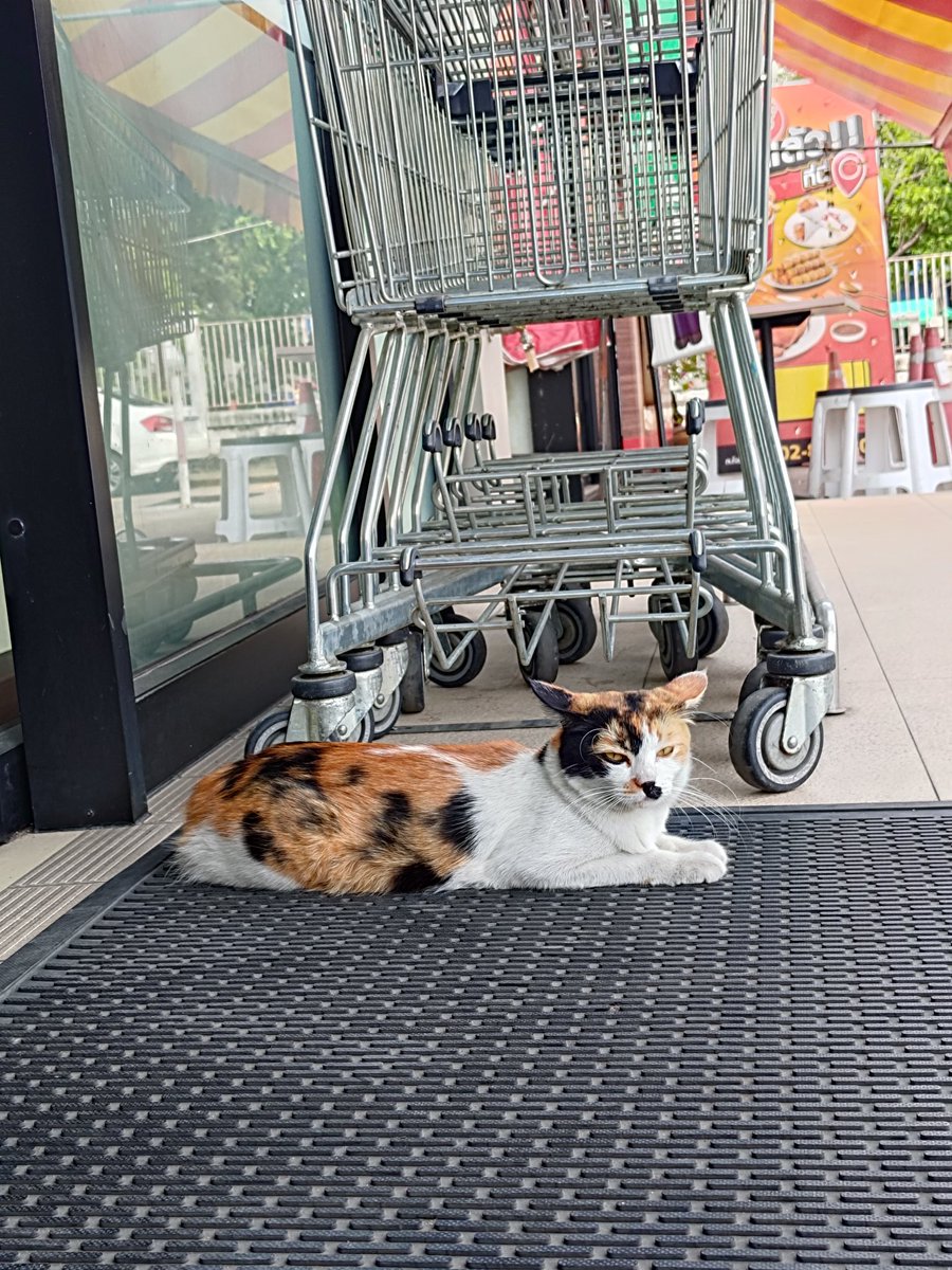 本日の三毛ちゃん、相変わらず元気そうです！😾✨