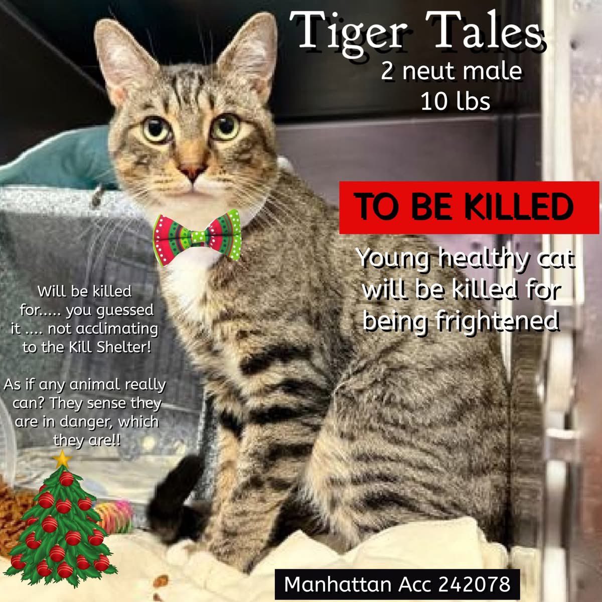🆘Please REPOST-adopt-foster🆘

TIGER TALES is on the “emergency placement” list at NYC AC&amp;C and needs out of the shelter by 12 NOON 12/18!

#TeamKittySOS newhope.shelterbuddy.com/Animal/Profile…