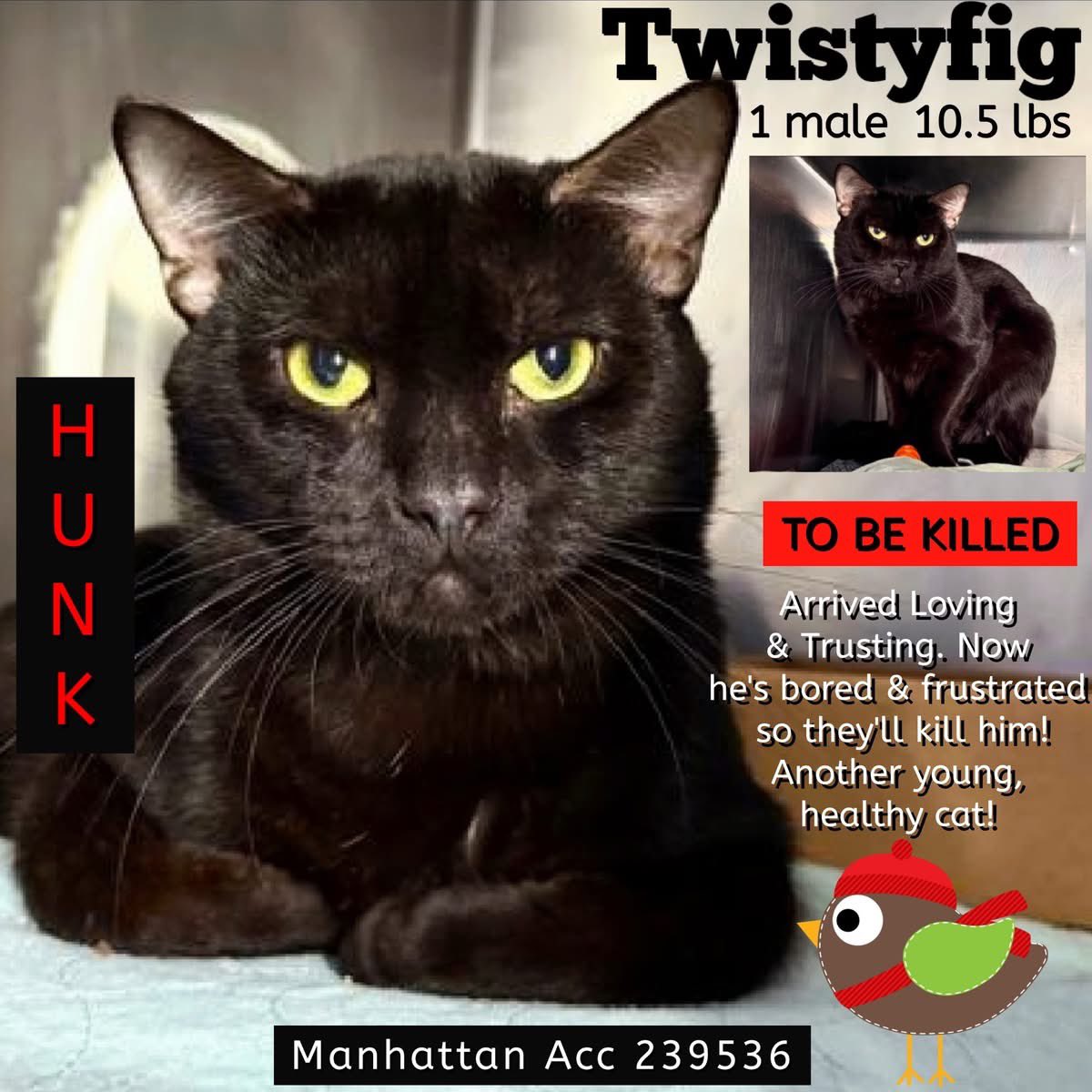 🆘Please REPOST-adopt-foster🆘

TWISTYFIG is on the “emergency placement” list at NYC AC&amp;C and needs out of the shelter by 12 NOON 12/18!

#TeamKittySOS newhope.shelterbuddy.com/Animal/Profile…